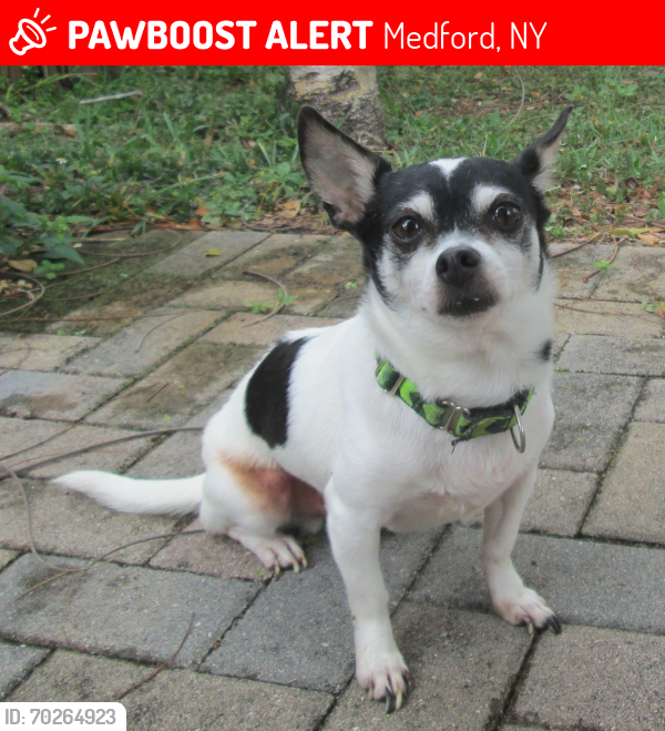 Lost Male Dog last seen Fire Ave and Gull Ave, Medford, NY 11763