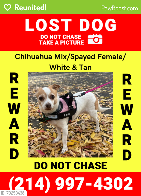 Reunited Female Dog last seen Near Yvette Court CA, 95118, San Jose, CA 95118