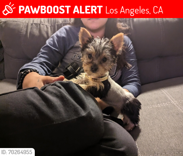 Lost Female Dog last seen Michigan and Townsend, Los Angeles, CA 90063