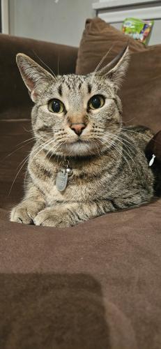 Lost Female Cat last seen Encinal and Altura, Glendale, CA 91214