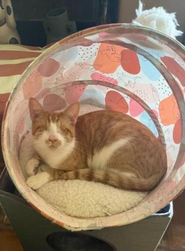 Lost Male Cat last seen 80th & Dunfield, Los Angeles, CA 90045