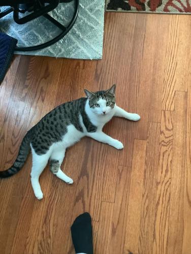 Lost Male Cat last seen dulce vida, Hyattsville, MD 20783