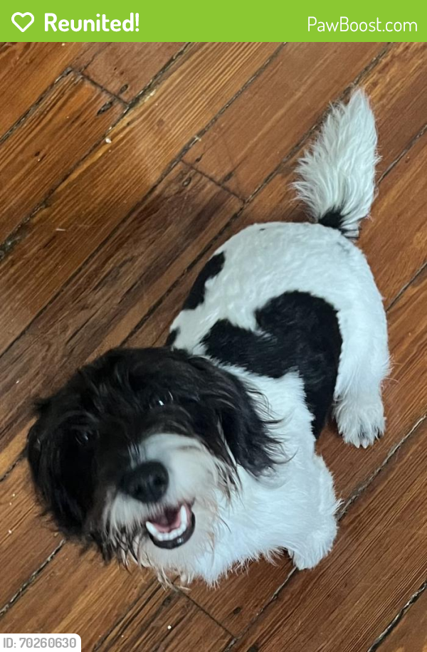 Reunited Male Dog last seen Annunciation and race , New Orleans, LA 70112