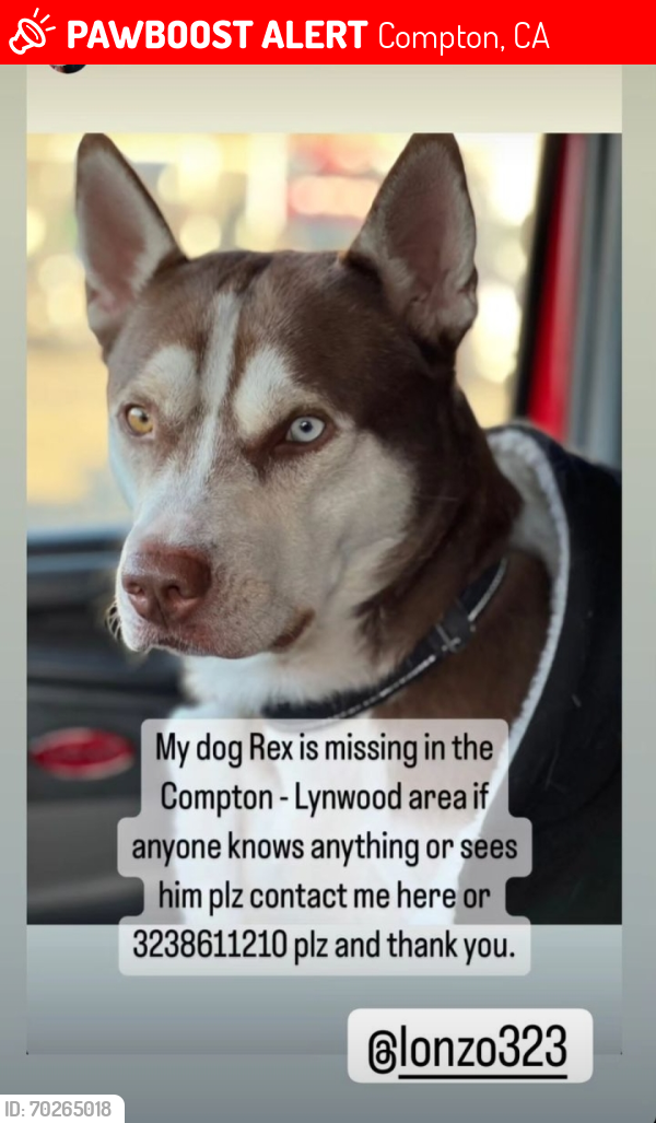 Lost Male Dog last seen Compton and long beach blvd, Compton, CA 90221