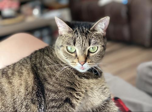 Lost Female Cat last seen My hse , Biscayne Park, FL 33161