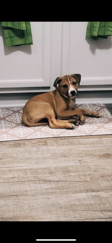 Lost Male Dog last seen Cecil street/ Whittle springs, Knoxville, TN 37917