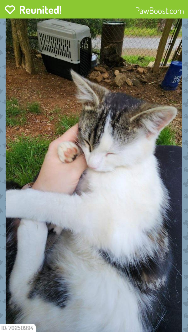 Reunited Female Cat last seen Near Glendale Avenue @ Brother Wolf's Fido Fixers Clinic, Asheville, NC 28803