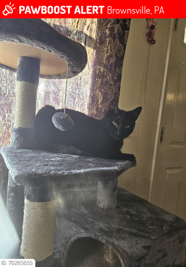 Lost Male Cat last seen Rizzle Roadhouse, Brownsville, PA 15417