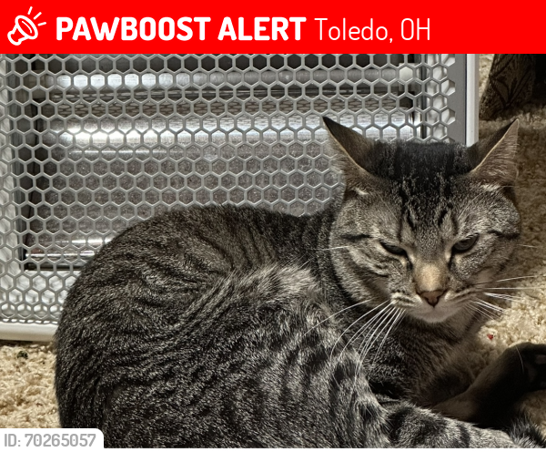 Lost Male Cat last seen Heather Downs/ Byrne, Toledo, OH 43614
