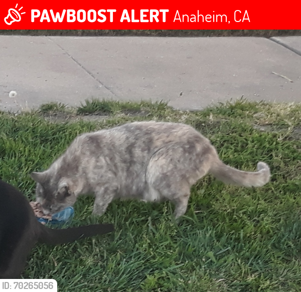Lost Unknown Cat last seen Jacalene lane & Dewey Dr., Anaheim, CA 92802
