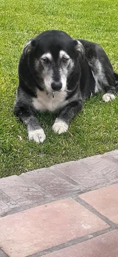 Lost Male Dog last seen Henie Hills, Oceanside, CA 92056