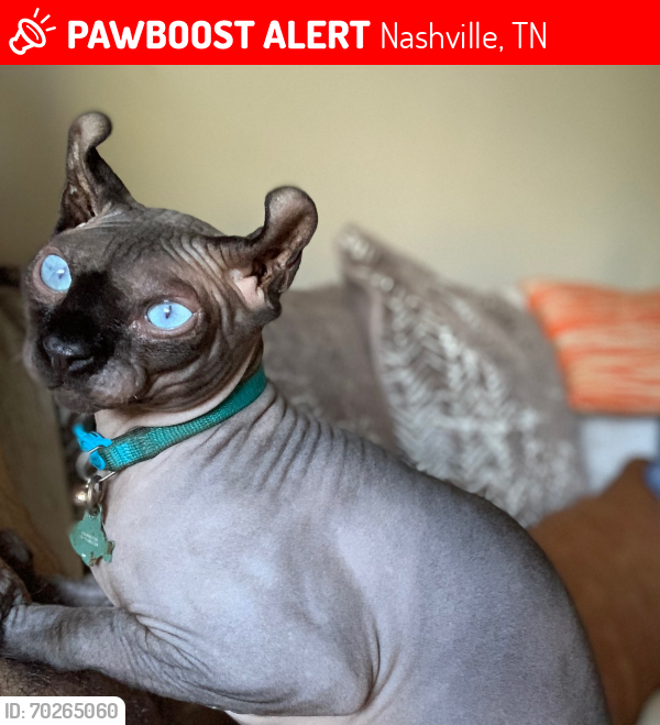 Lost Male Cat last seen Pueblo Drive & Shawnee, Nashville, TN 37115