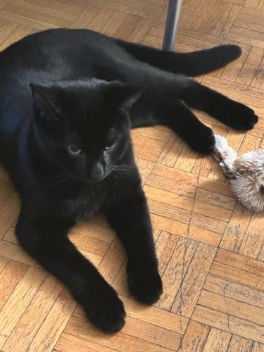 Lost Male Cat last seen Dundas and old carriage way, Mississauga, ON L5C 1C7
