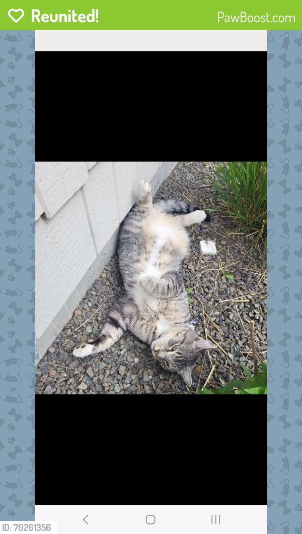 Reunited Male Cat last seen Cherry and ustick, nampa, idaho, Canyon County, ID 83687