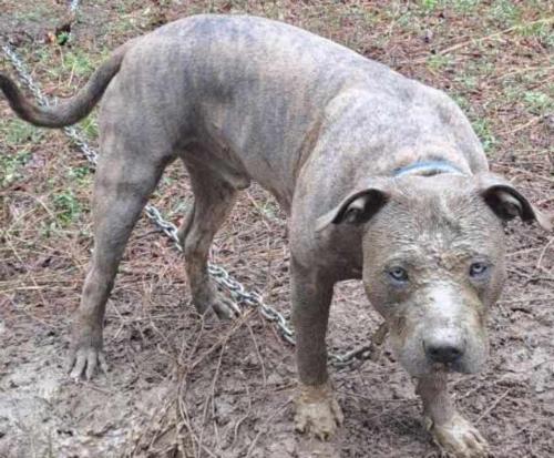 Lost Male Dog last seen Napa, North,South Carolina , Orangeburg County, SC 29112