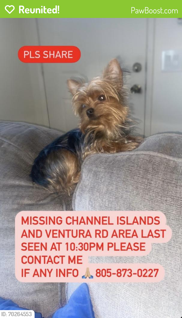 Reunited Female Dog last seen Ventura rd and Channel Islands , Oxnard, CA 93033