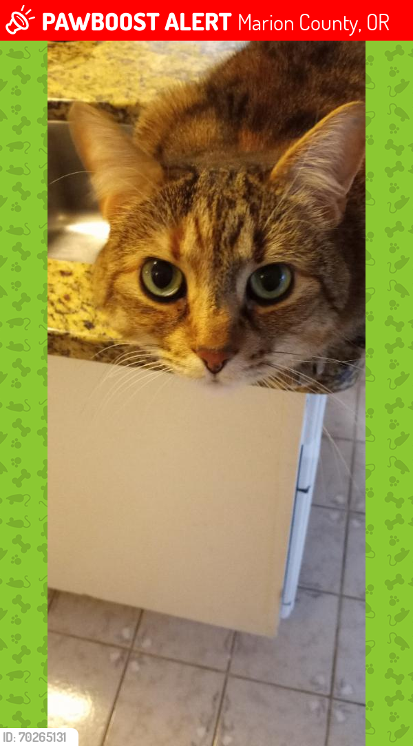 Lost Female Cat last seen Pokorny road, Marion County, OR 97137