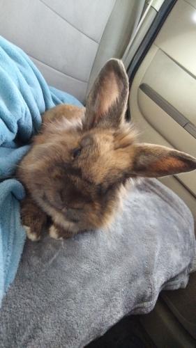 Lost Male Rabbit last seen Near Detroit ave, Concord, CA 94520