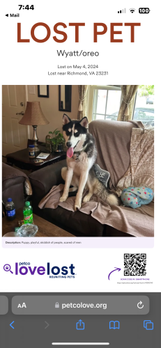 Lost Male Dog last seen Raleigh rd at , Richmond, VA 23231