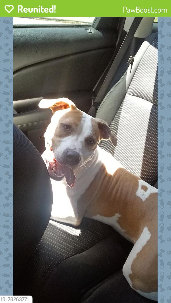 Reunited Female Dog last seen N Wyoming Ave & Blanchard Rd, South Orange, NJ 07079