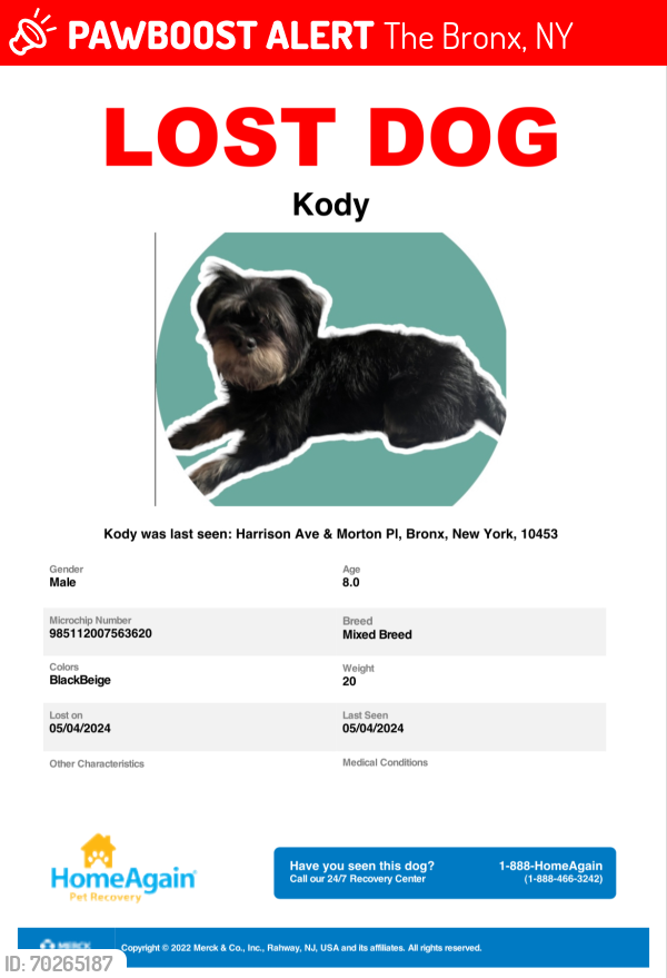 Lost Male Dog last seen University , The Bronx, NY 10453