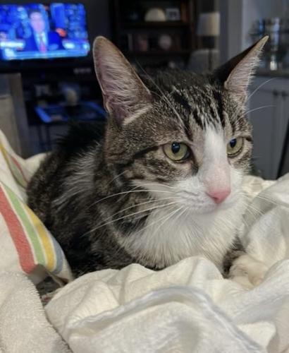 Lost Male Cat last seen Tarragon Drive and Allegheny Drive (near 18 mile and Ryan), Sterling Heights, MI 48314