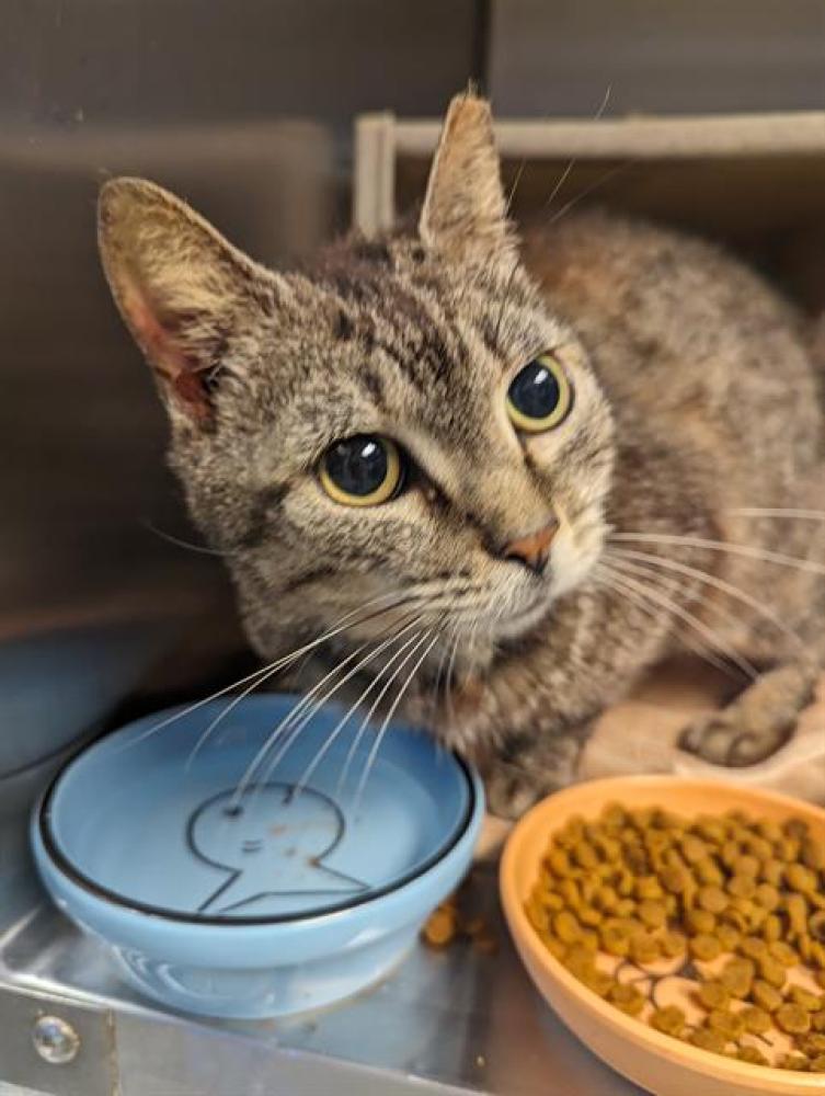 Shelter Stray Female Cat last seen Near W THARPE ST, TALLAHASSEE FL 32303, Tallahassee, FL 32311