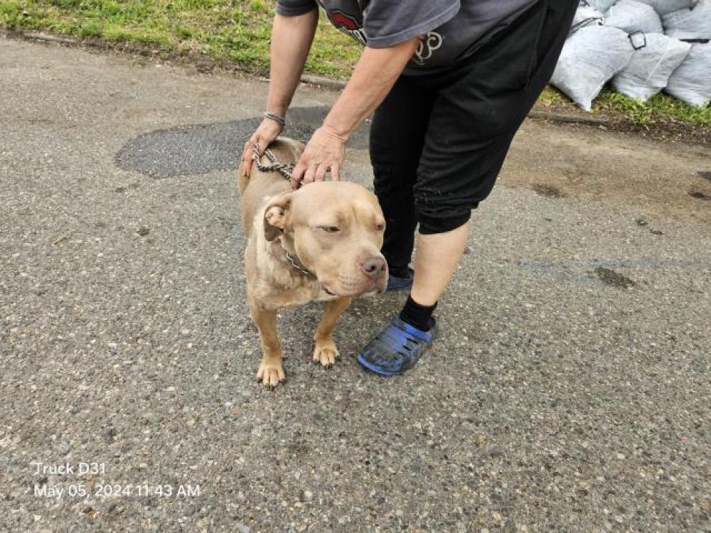 Shelter Stray Female Dog last seen Near BLOCK W GRIXDALE AVE, DETROIT, MI 48203, Detroit, MI 48211