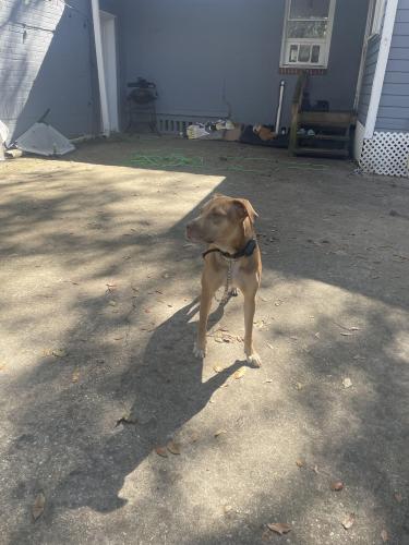 Lost Male Dog last seen Beach Blvd and southside Blvd intersection , Jacksonville, FL 32246