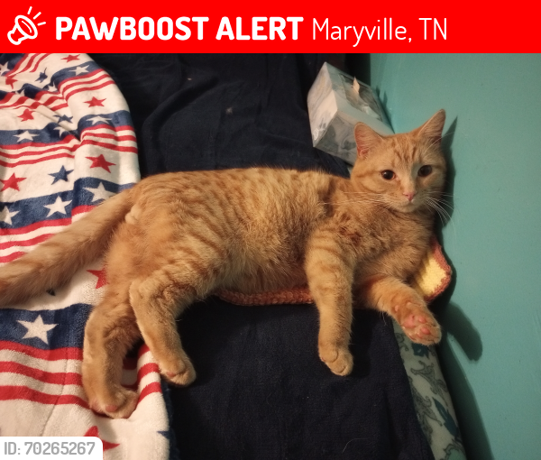 Lost Male Cat last seen Foothills mall and Lynn's Discount , Maryville, TN 37801
