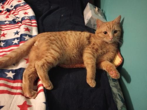 Lost Male Cat last seen Foothills mall and Lynn's Discount , Maryville, TN 37801