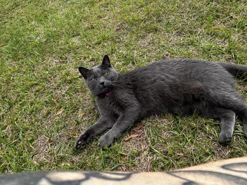Lost Male Cat last seen Near Churchill Sq Way, Groveland, FL, Groveland, FL 34736