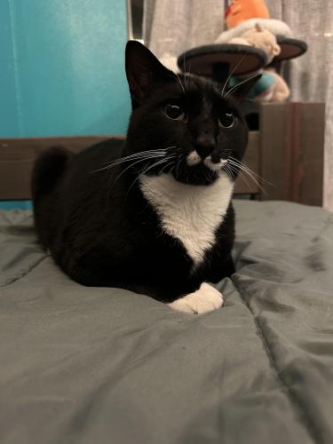 Lost Male Cat last seen Barstow St, San Diego, CA 92117