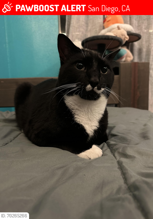 Lost Male Cat last seen Barstow St, San Diego, CA 92117