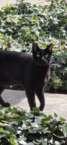 Lost Male Cat last seen Pine Street/Mulberry/13th Street. , Upland, CA 91786