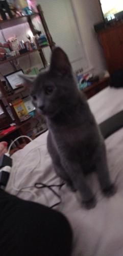 Lost Male Cat last seen Wahoo and Hwy 60 , Gainesville, GA 30506