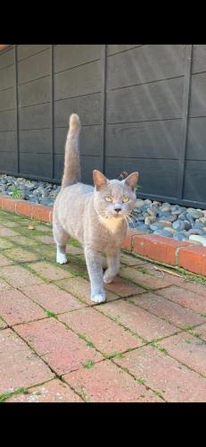 Lost Female Cat last seen Hillside Dr and Soledad Ave , San Diego, CA 92037