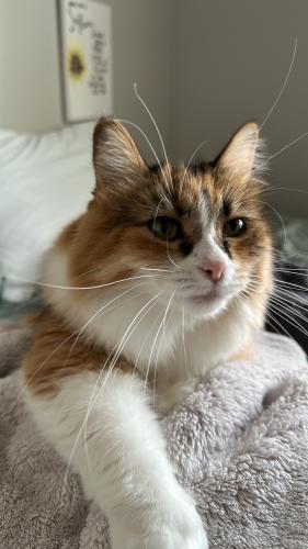 Lost Female Cat last seen Bell Bradburn Apts , Westminster, CO 80031
