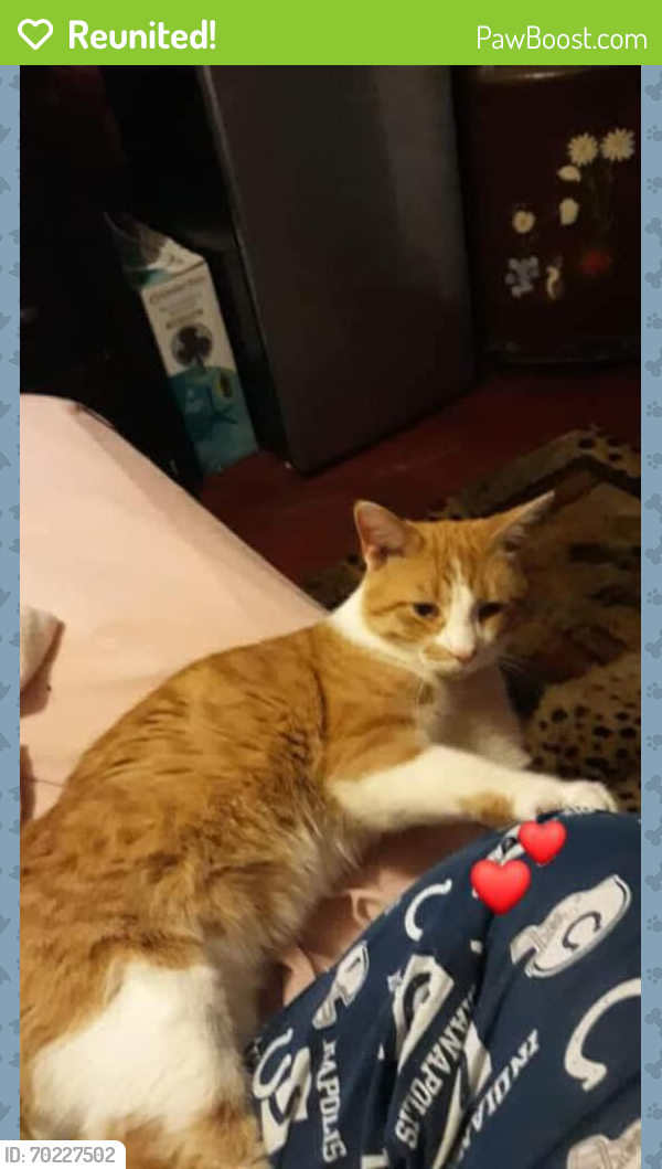 Reunited Male Cat last seen Near E 34th St, Indianapolis, IN 46226, USA, Indianapolis, IN 46226