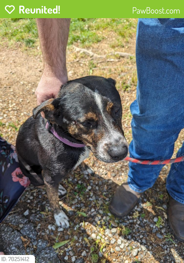 Reunited Female Dog last seen Hwy 176 and Hwy 9, Pacolet, SC 29372