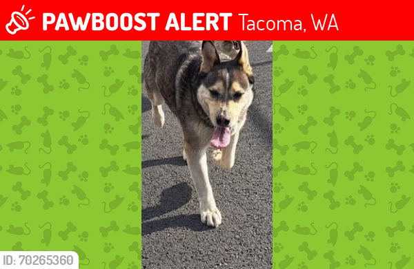 Lost Male Dog last seen Near E 66th st , Tacoma, WA 98404