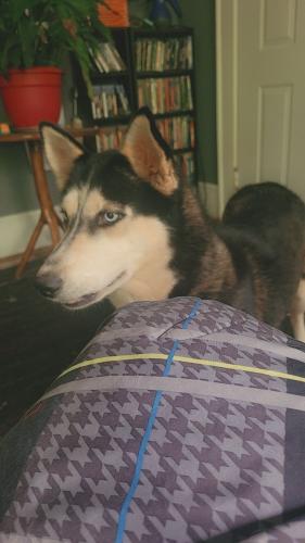 Lost Female Dog last seen Got out between Mountain View Baptist Church - Coxe Rd & Thunder Rd, Rutherfordton, NC 28139