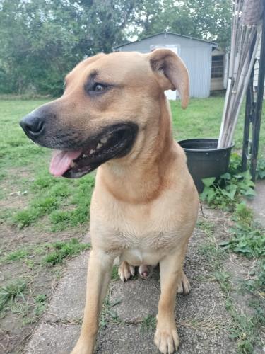 Found/Stray Male Dog last seen W 41st and 37th Red Fork, Tulsa , Tulsa, OK 74009