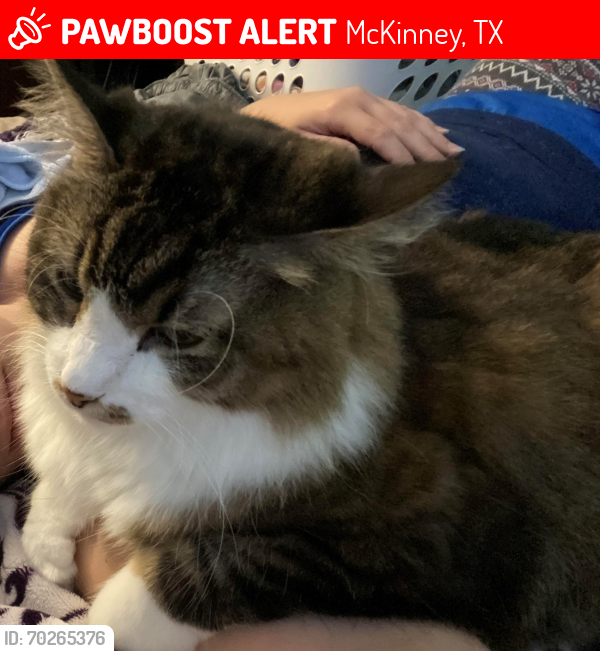 Lost Male Cat last seen South of McKinney North High School, McKinney, TX 75071