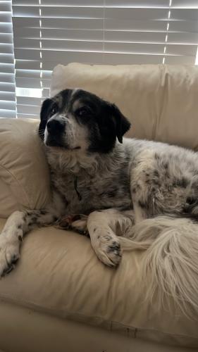 Lost Male Dog last seen Racebrook court, Fort Worth, TX 76137