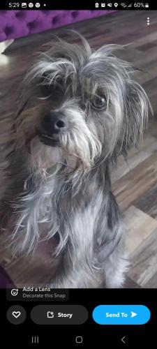 Lost Female Dog last seen Perryton and Kiest, Dallas, TX 75224