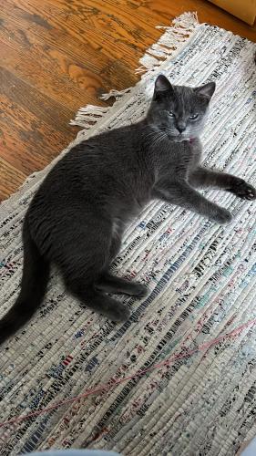 Lost Female Cat last seen Near 67th street Brooklyn NY,11219, Brooklyn, NY 11219