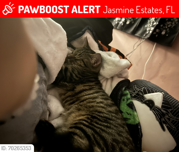 Lost Male Cat last seen Westcott dr port richey, Jasmine Estates, FL 34668