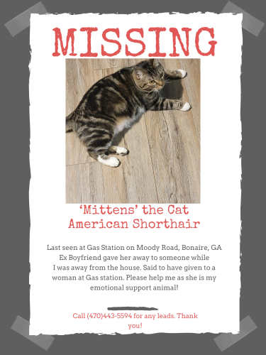 Lost Female Cat last seen S Gas Station, Warner Robins, GA 31088