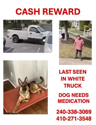 Lost Female Dog last seen Strawberry Lake Way and Riverdale Dr and Piney Orchard parkway, Odenton, MD 21113